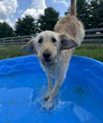 Enlarge ELLIE MAE, a Adoptable Labradoodle in Sardinia, OH image 2/5