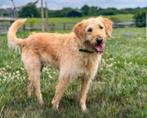 ELLIE MAE, ADOPTABLE, Adult Female Labradoodle.