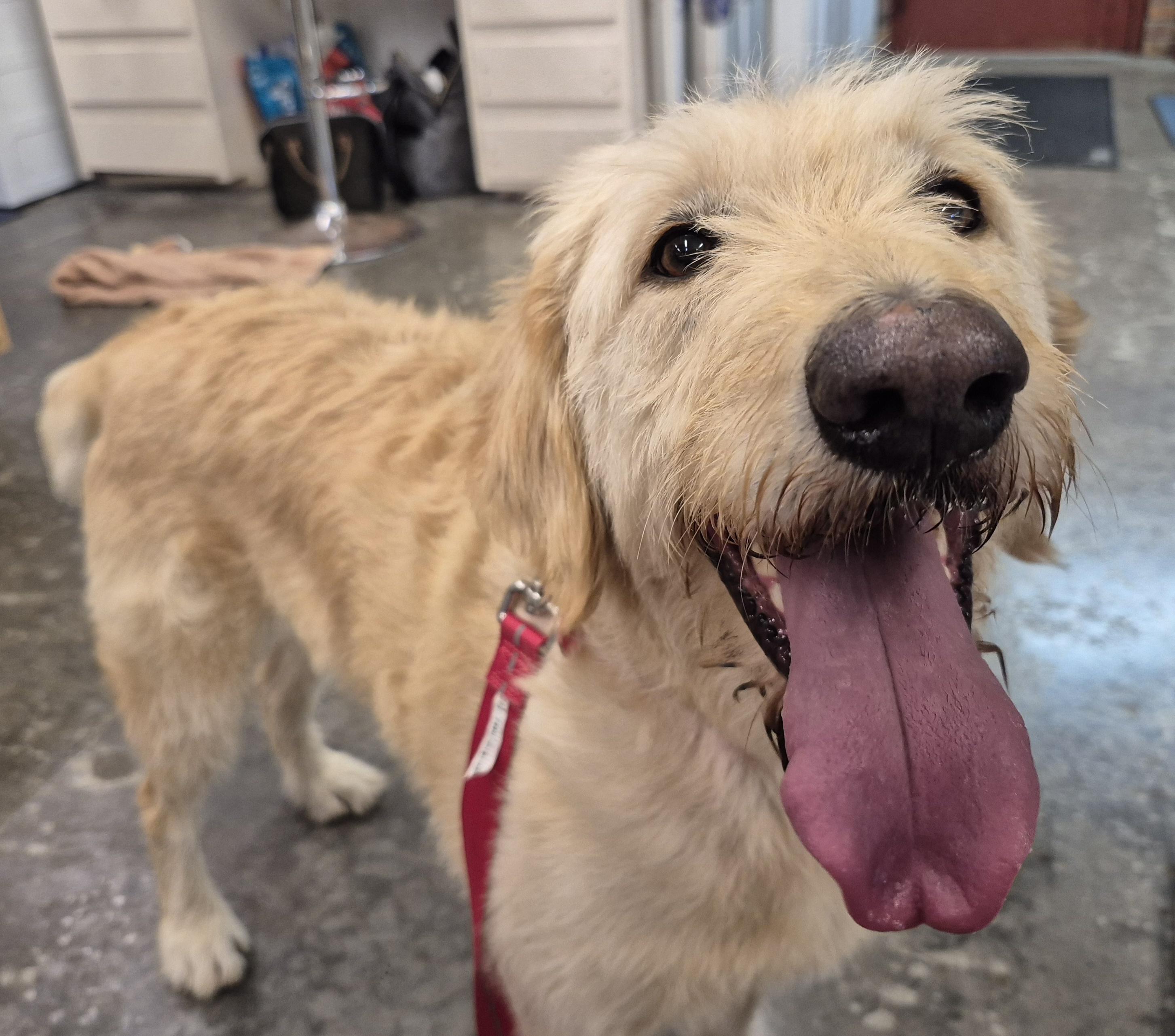 Enlarge ELLIE MAE, a Adoptable Labradoodle in Sardinia, OH image 3/5