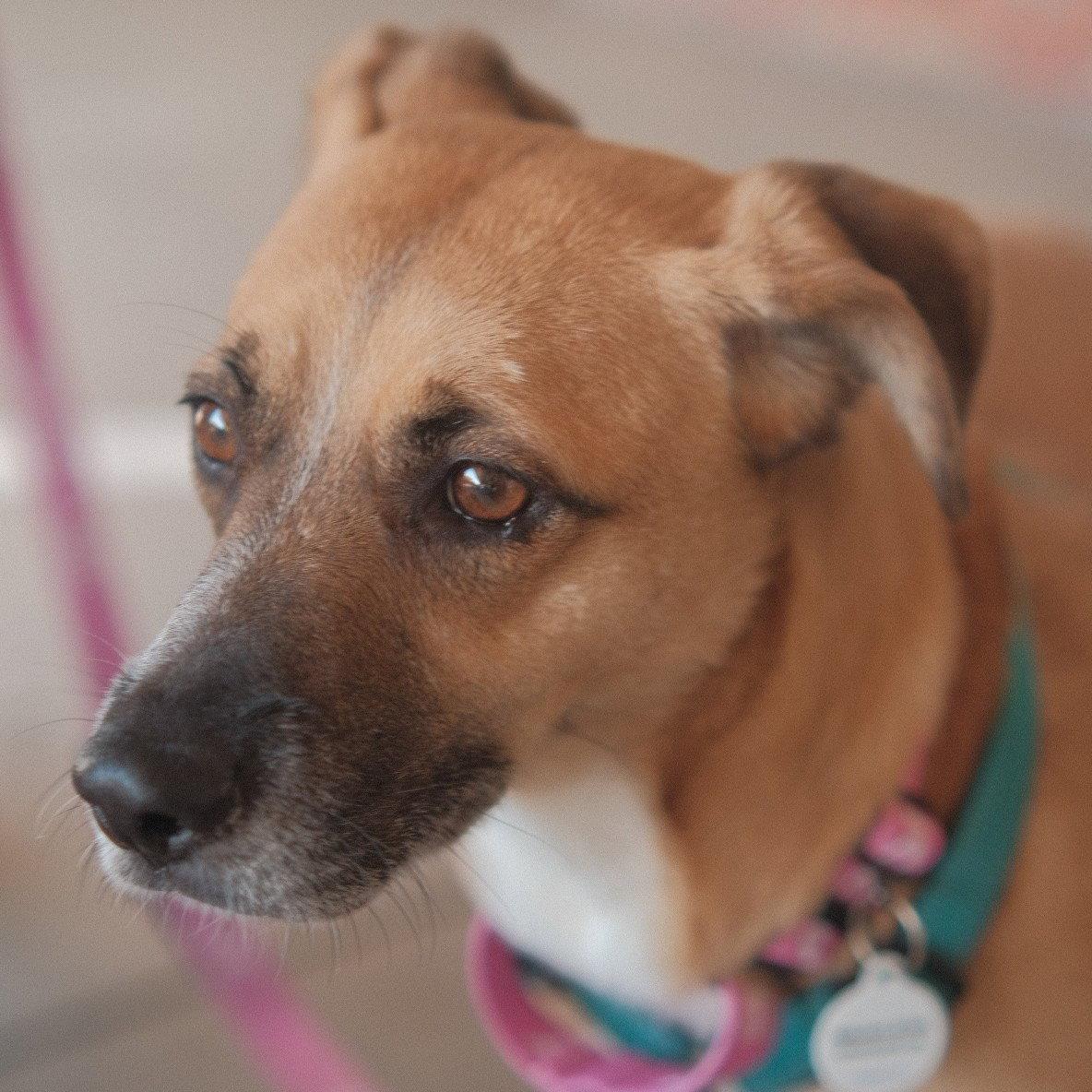 Enlarge Sol, a Adoptable Mixed Breed in San Jose, CA image 2/3