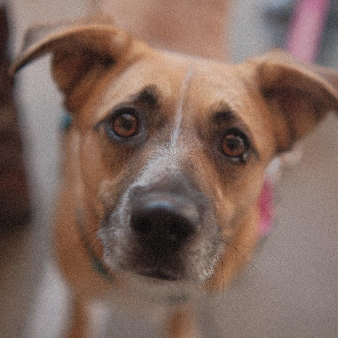 Enlarge Sol, a Adoptable Mixed Breed in San Jose, CA image 3/3