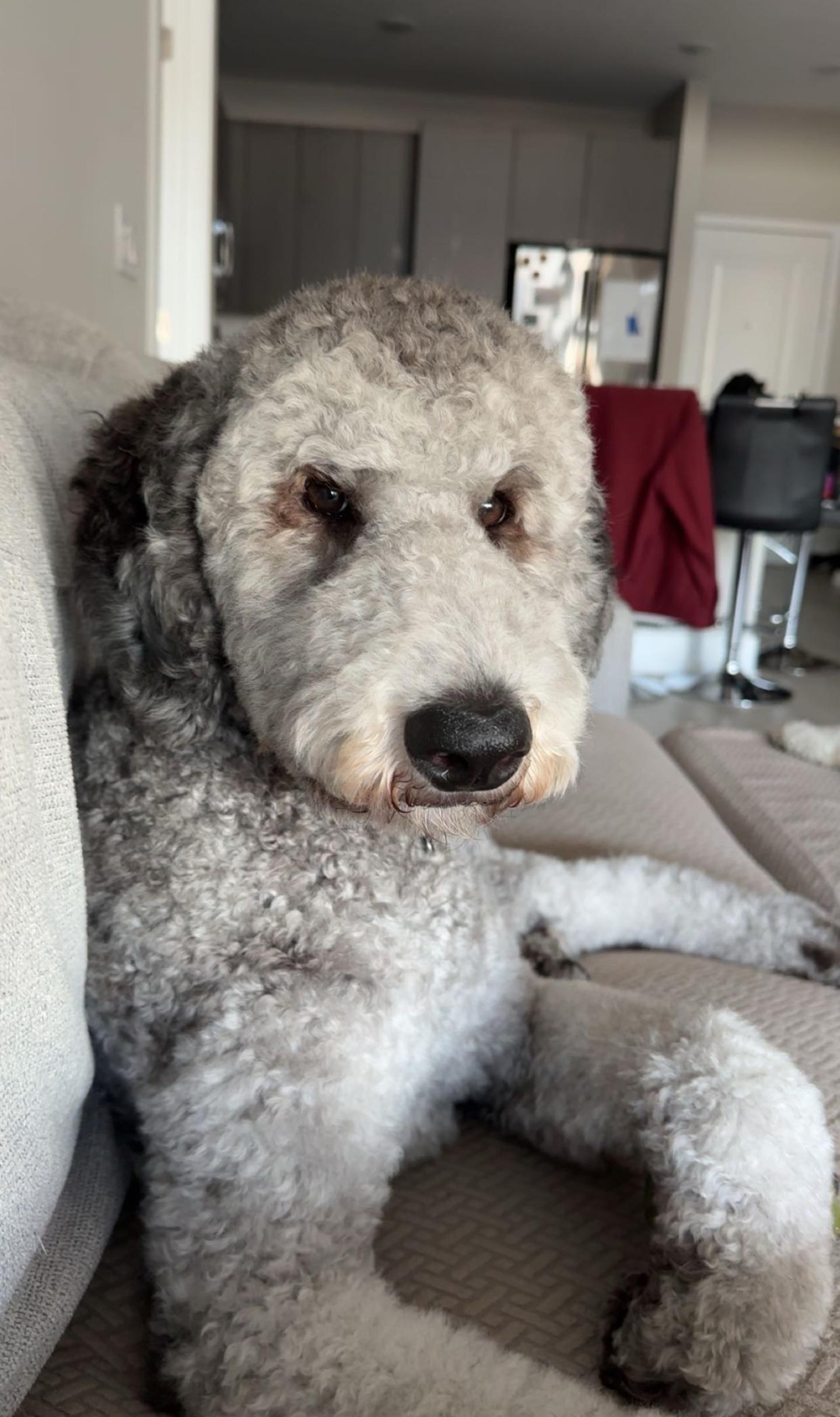 Argo, a ADOPTABLE Standard Poodle in Orlando, FL image 4/5