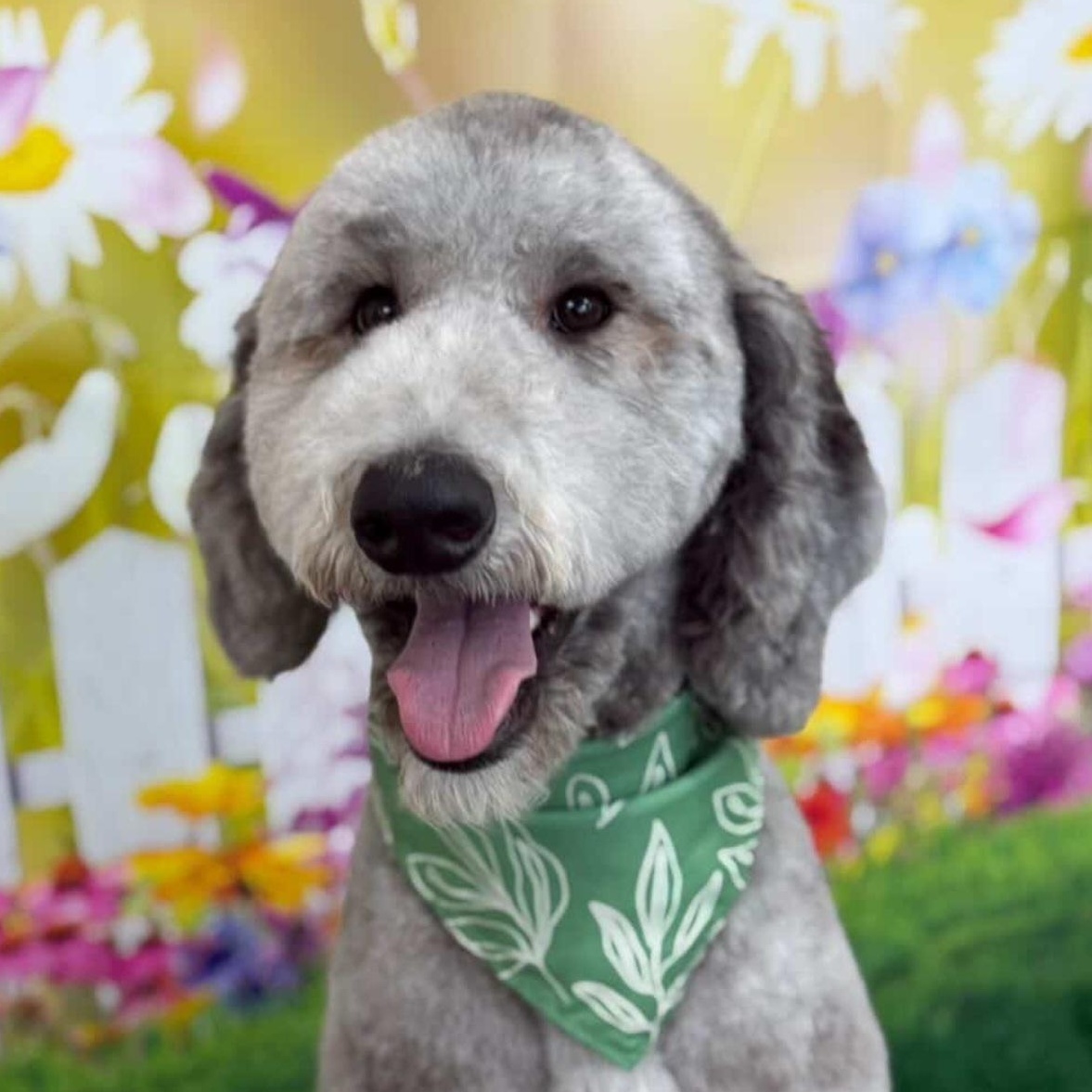 Argo, ADOPTABLE, Young Male Standard Poodle.