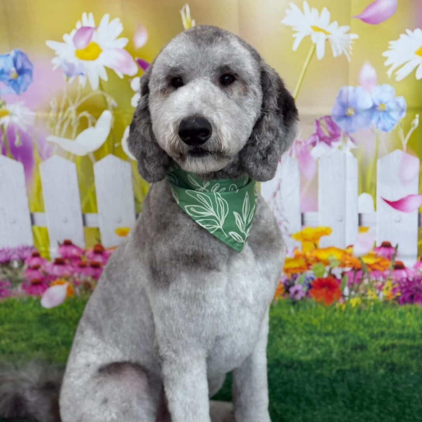 Argo, a ADOPTABLE Standard Poodle in Orlando, FL image 2/5