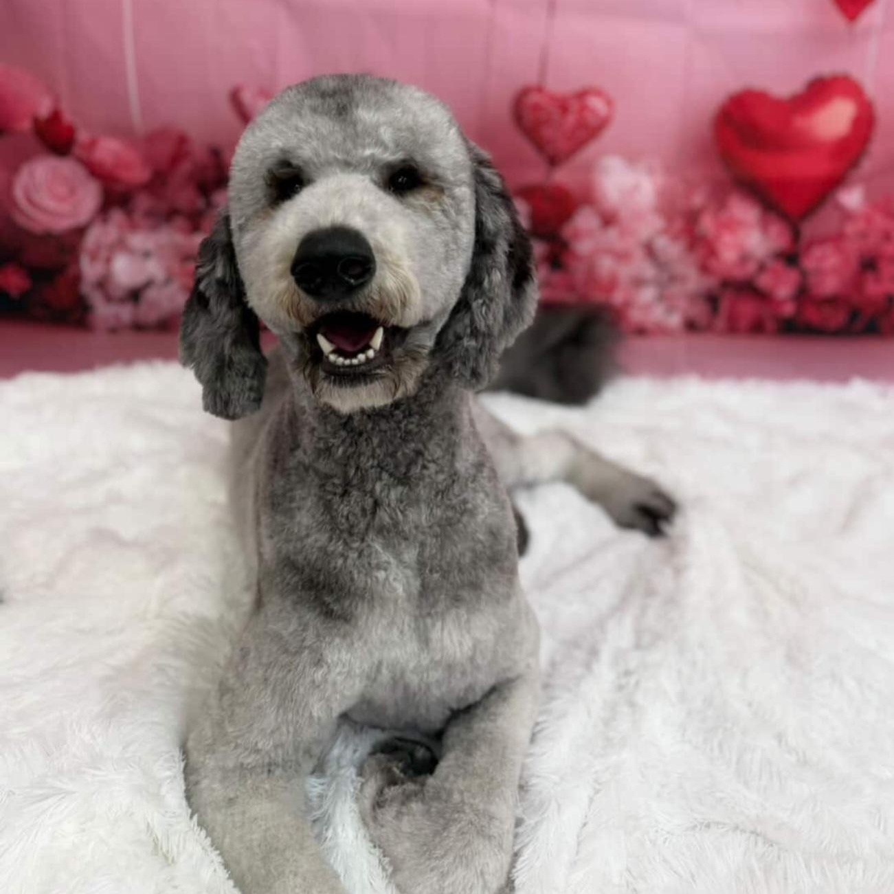 Argo, a ADOPTABLE Standard Poodle in Orlando, FL image 3/5