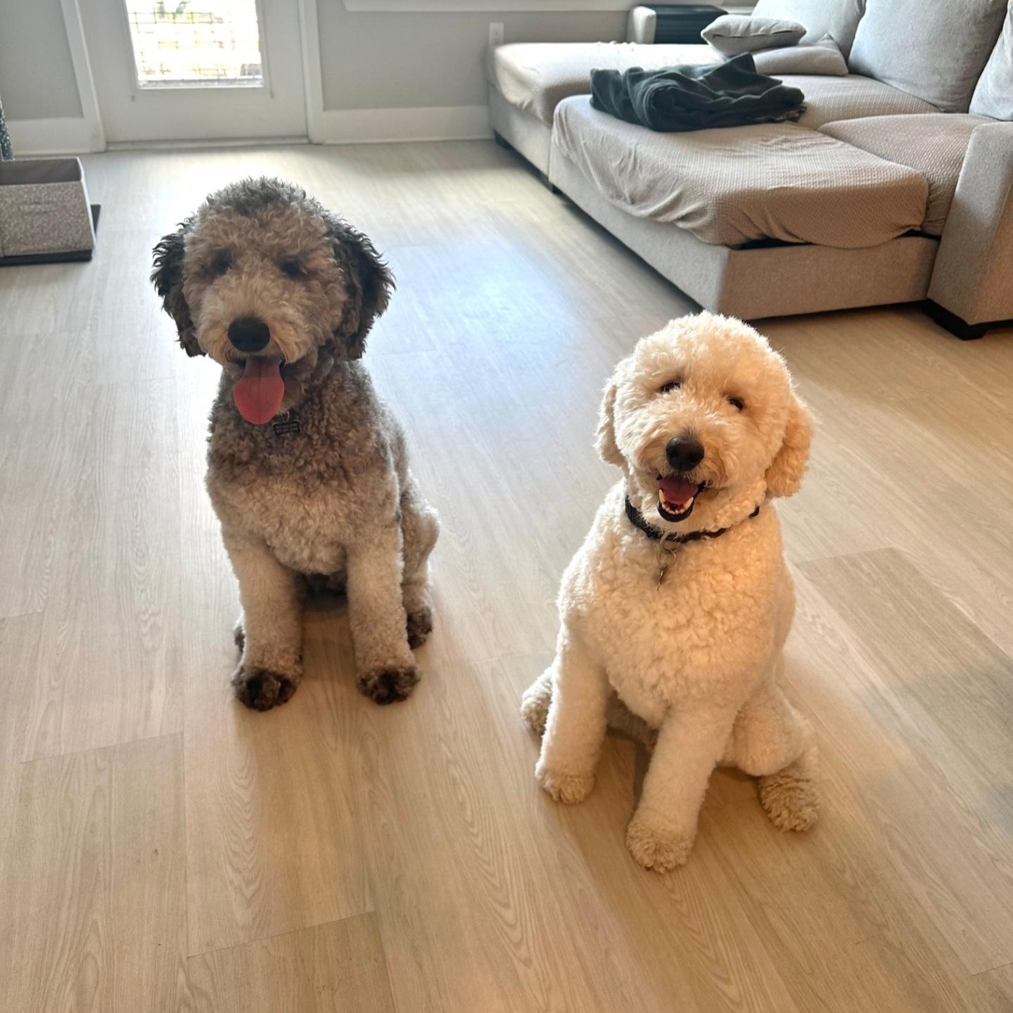 Argo, a ADOPTABLE Standard Poodle in Orlando, FL image 5/5