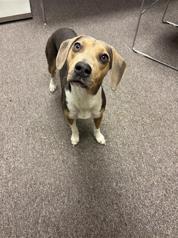 Enlarge Tamera, a Adopted mixed breed in Red Oak, TX image 1/1