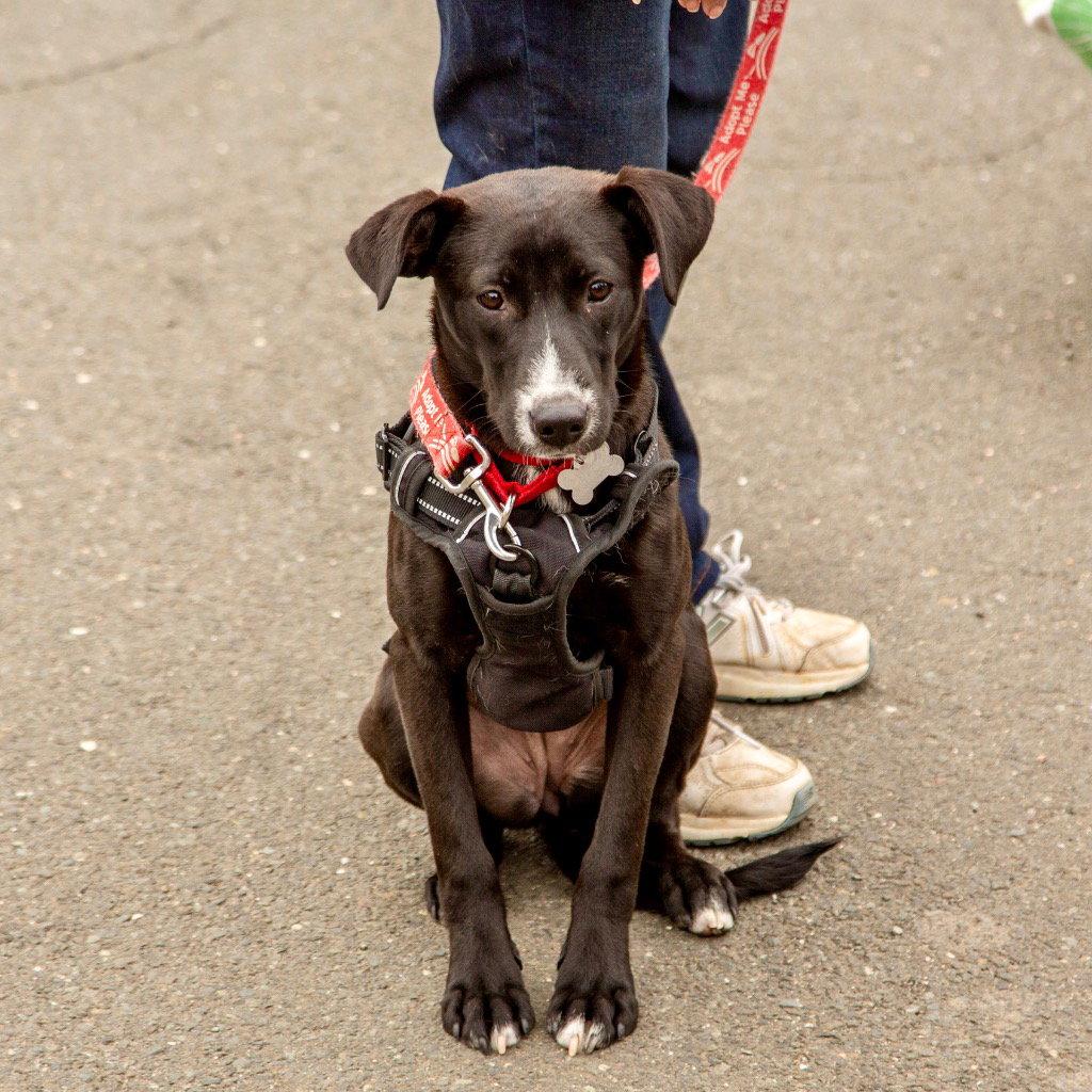 Jettie, a Adoptable mixed breed in Bloomfield, CT image 1/3