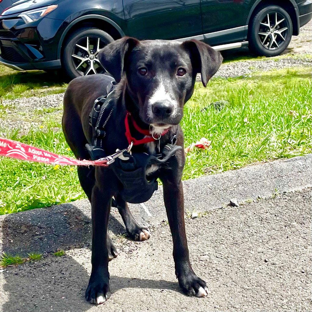 Jettie, Adoptable, Young Female Labrador Retriever & Terrier.