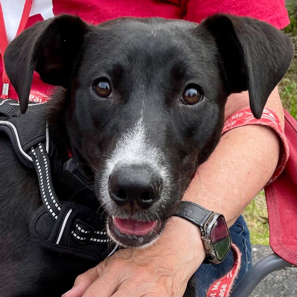 Enlarge Jettie, a Adoptable mixed breed in Bloomfield, CT image 2/3