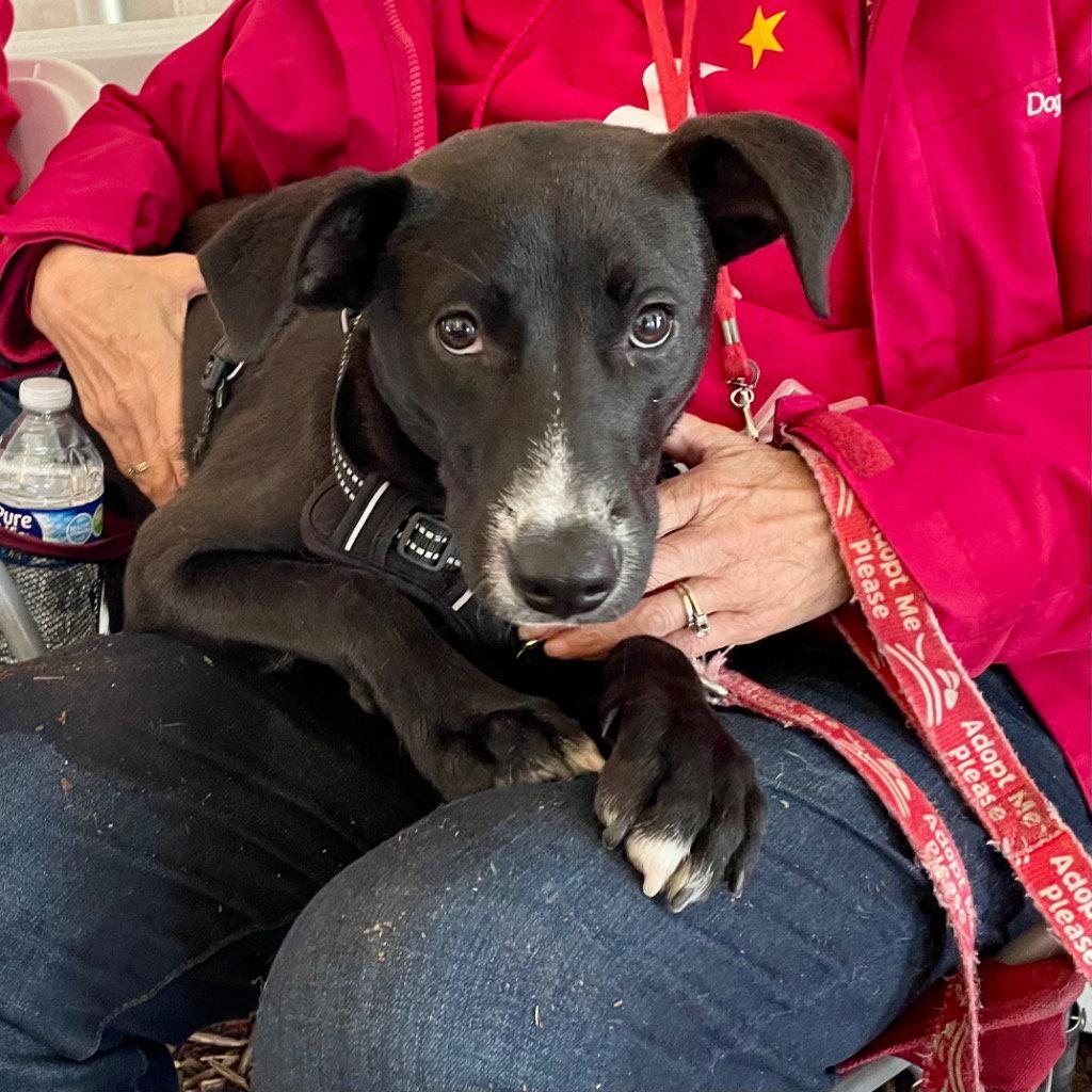 Enlarge Jettie, a Adoptable mixed breed in Bloomfield, CT image 3/3