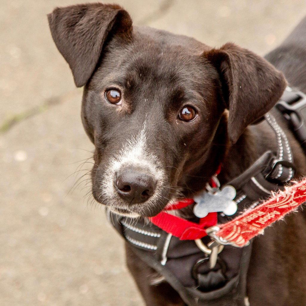 Jettie, a Adoptable mixed breed in Bloomfield, CT image 2/3