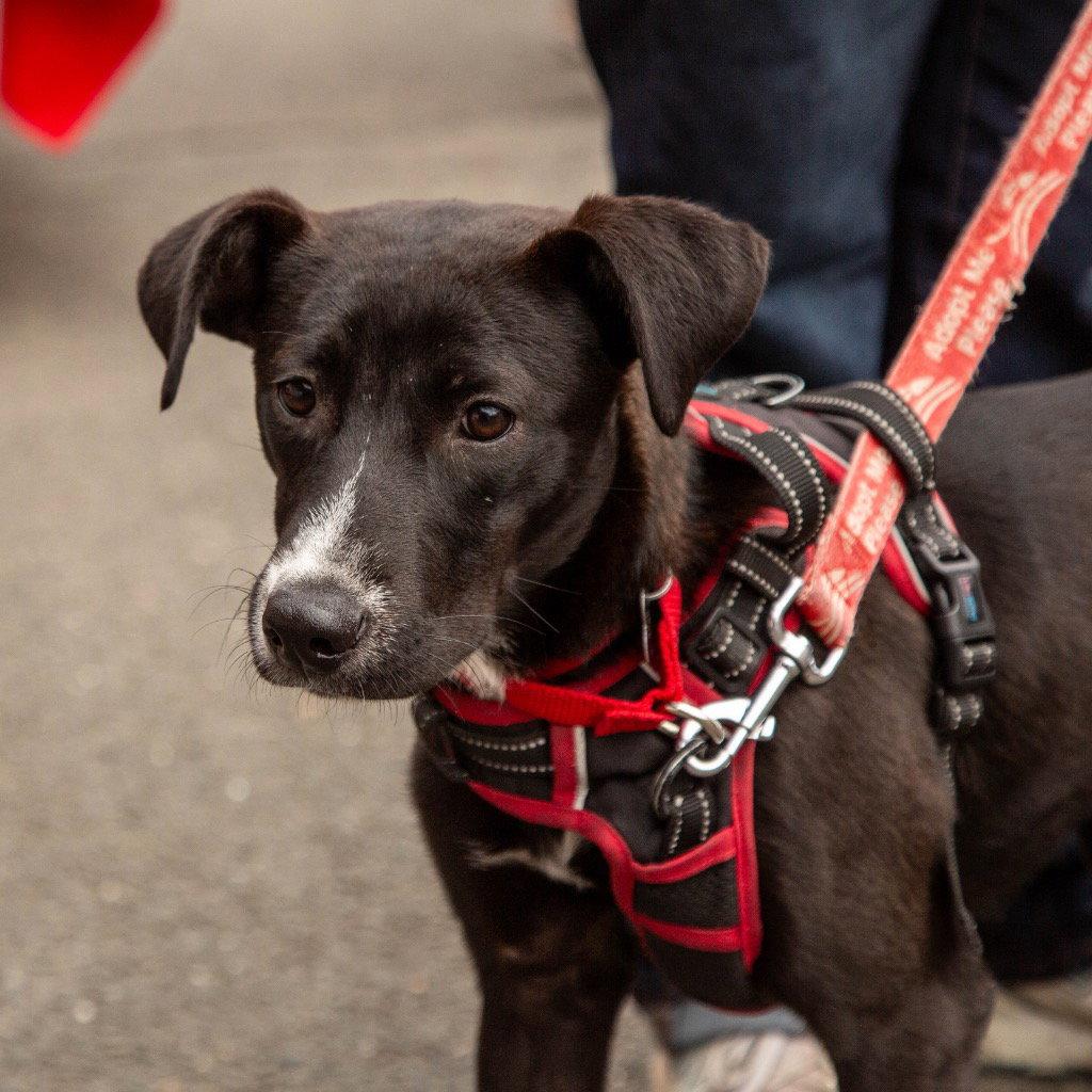 Jettie, a Adoptable mixed breed in Bloomfield, CT image 3/3