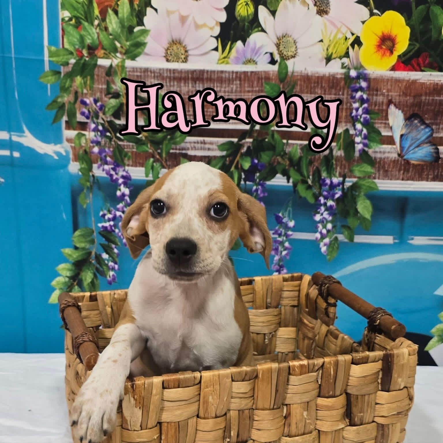 Enlarge Harmony , a ADOPTABLE mixed breed in Joliet, IL image 1/1