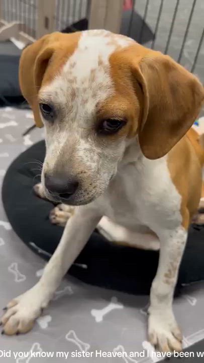 Enlarge Harmony , a ADOPTABLE mixed breed in Joliet, IL video 2/2