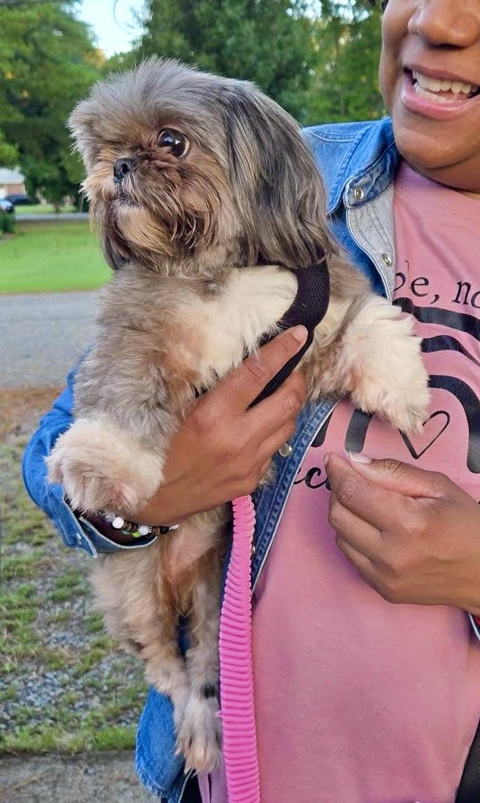 Lu lu, Adoptable, Young Female Shih Tzu.