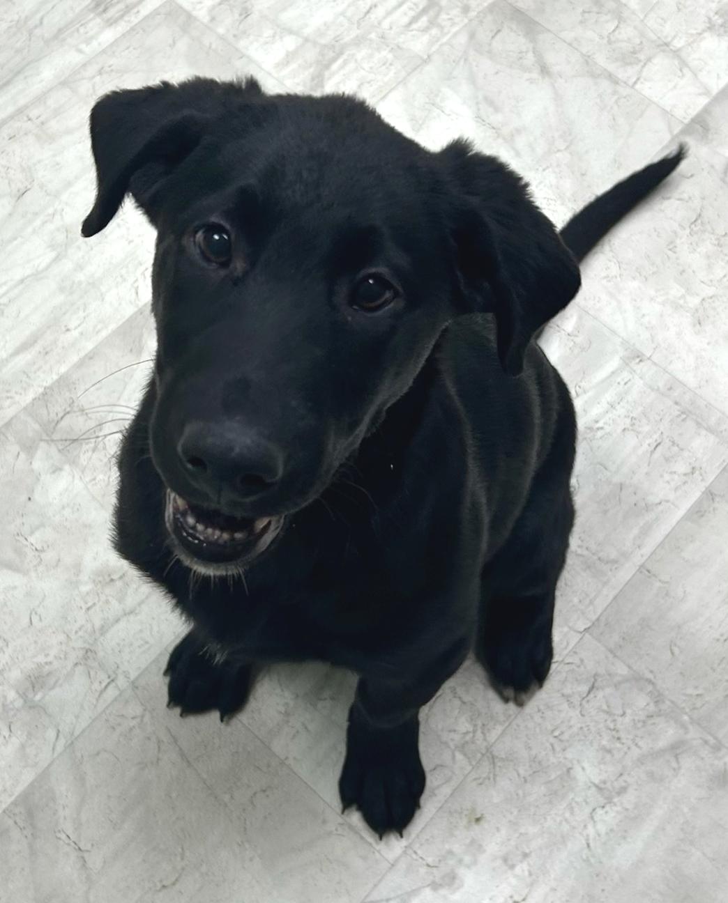 Enlarge Clover, an adopted mixed breed in Neillsville, WI image 3/5