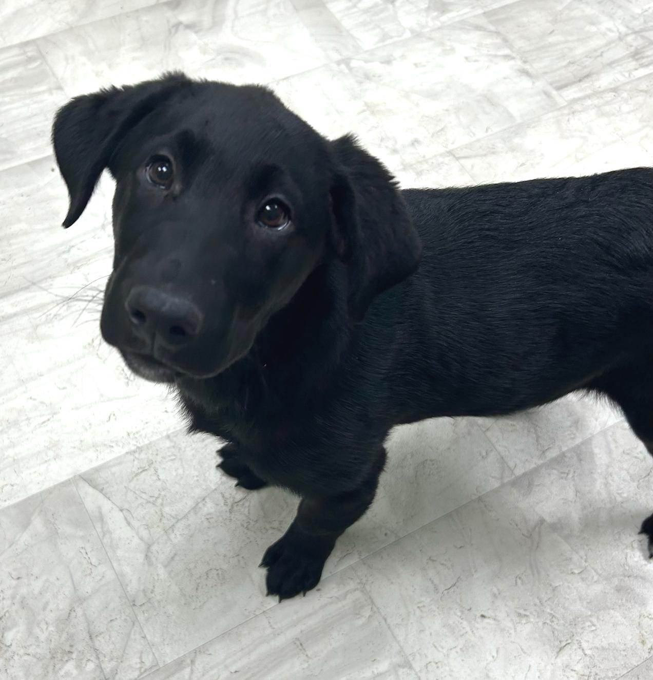 Enlarge Clover, an adopted mixed breed in Neillsville, WI image 2/5