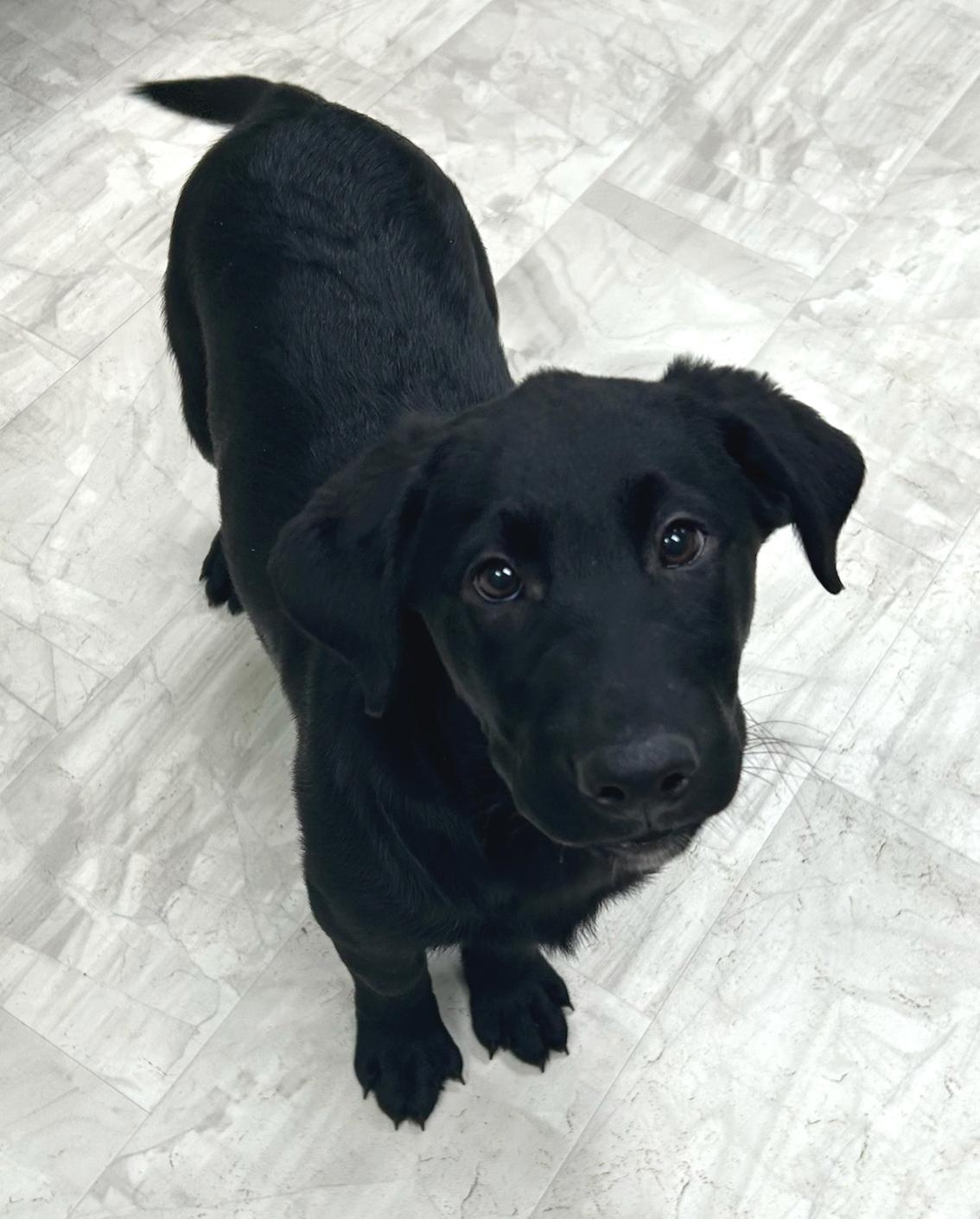 Enlarge Clover, an adopted mixed breed in Neillsville, WI image 5/5