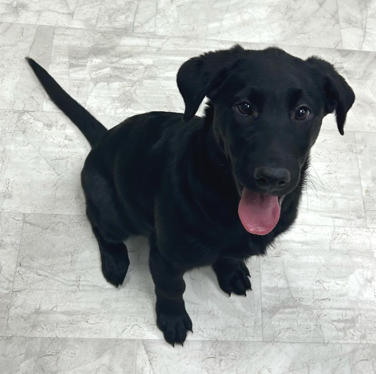 Enlarge Clover, an adopted mixed breed in Neillsville, WI image 4/5