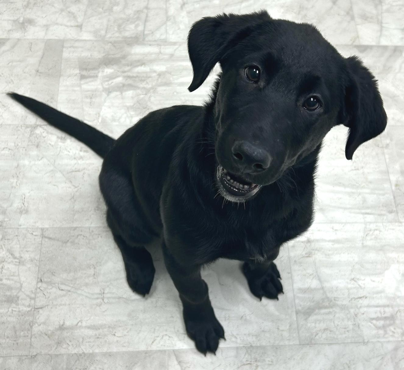 Enlarge Clover, an adopted mixed breed in Neillsville, WI image 1/5