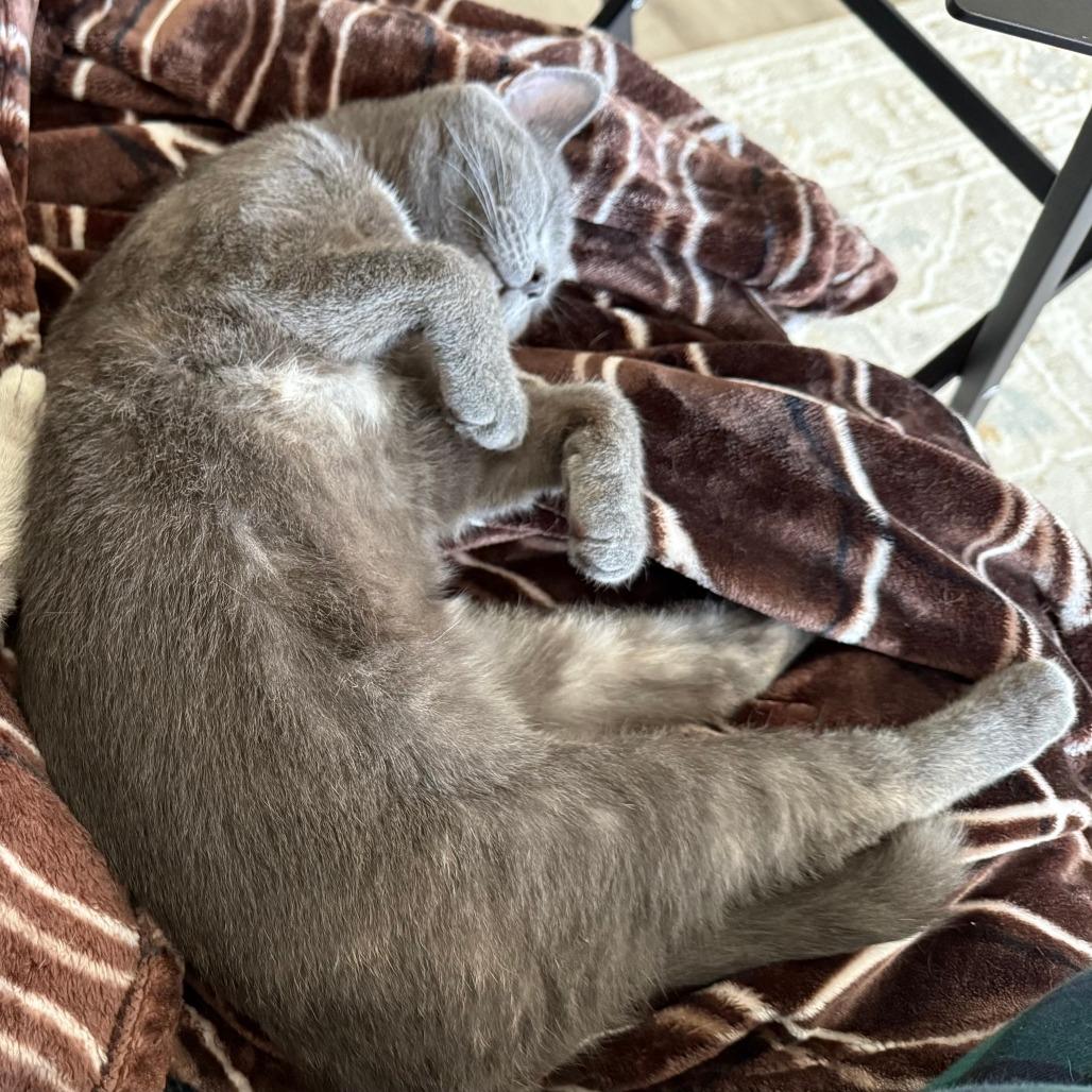 Turtle — thumbnail 2