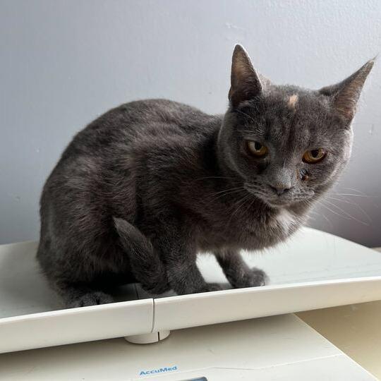 Turtle — thumbnail 3