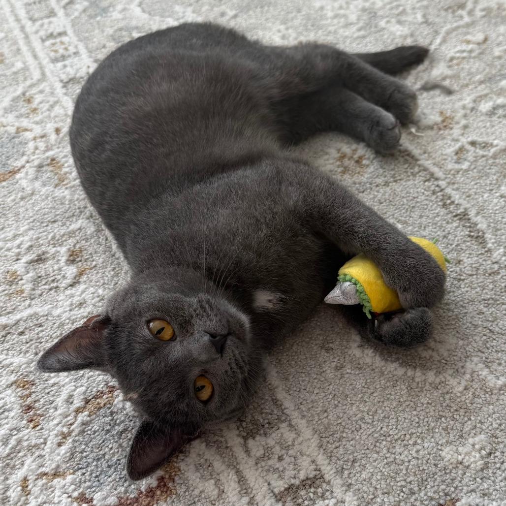 Turtle — thumbnail 4