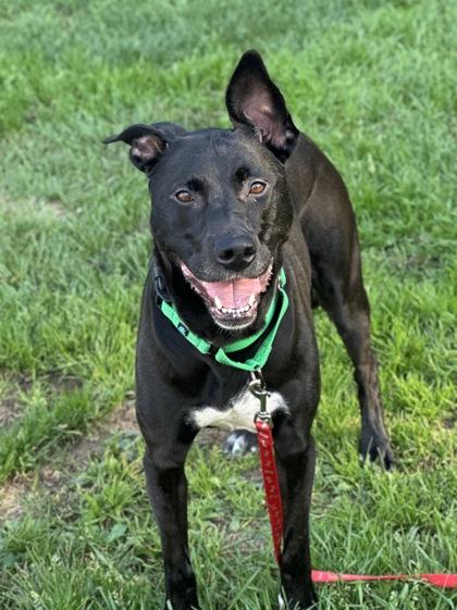 Keydah, Adoptable, Adult Female Pit Bull Terrier & German Shepherd Dog.
