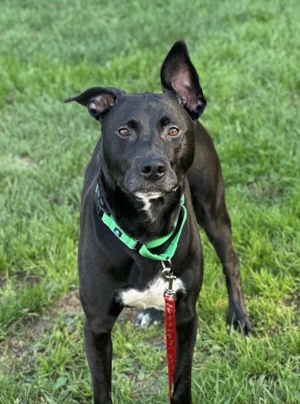 Keydah, a Adoptable mixed breed in Rhinelander, WI image 2/3