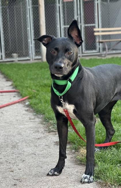 Keydah, a Adoptable mixed breed in Rhinelander, WI image 3/3