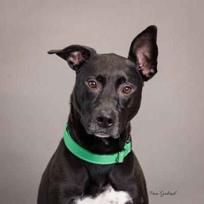 Keydah, a Adoptable mixed breed in Rhinelander, WI image 3/3
