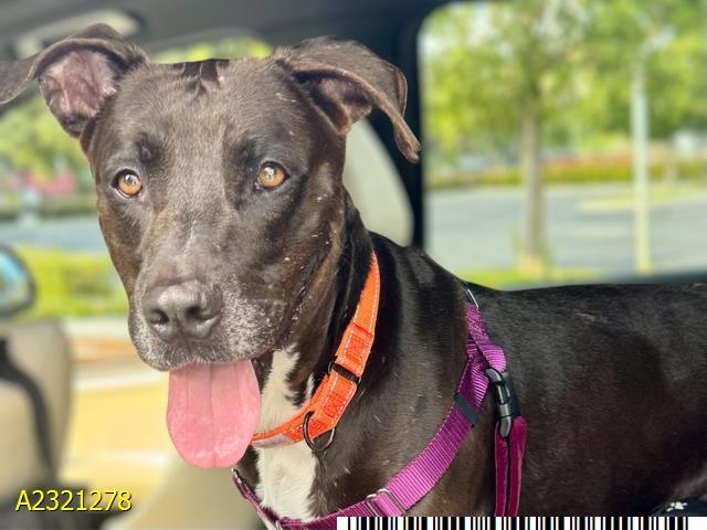 Enlarge KRATOS, a Adoptable Mixed Breed in West Palm Beach, FL image 1/1