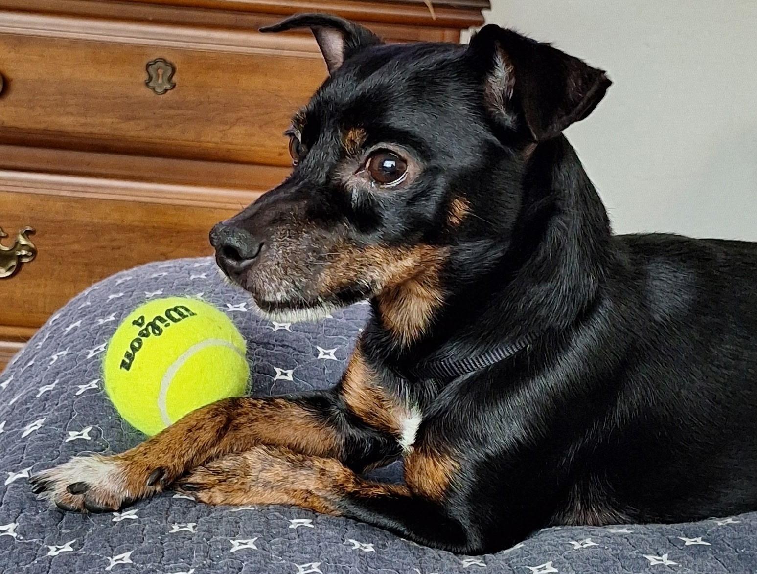 Kingston, a ADOPTABLE mixed breed in Gulfport, FL image 2/4