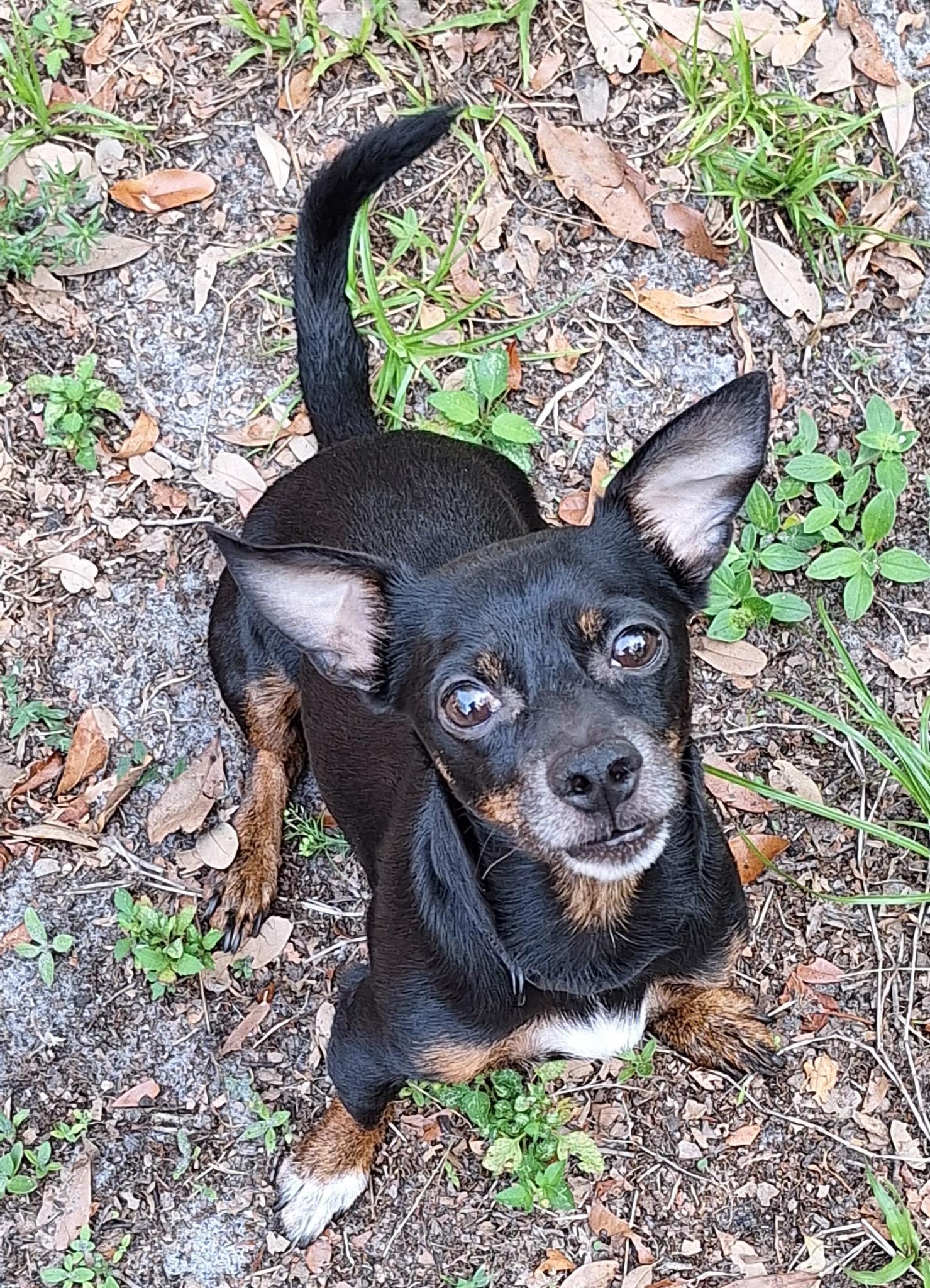 Kingston, ADOPTABLE, Adult Male Miniature Dachshund & Chihuahua.