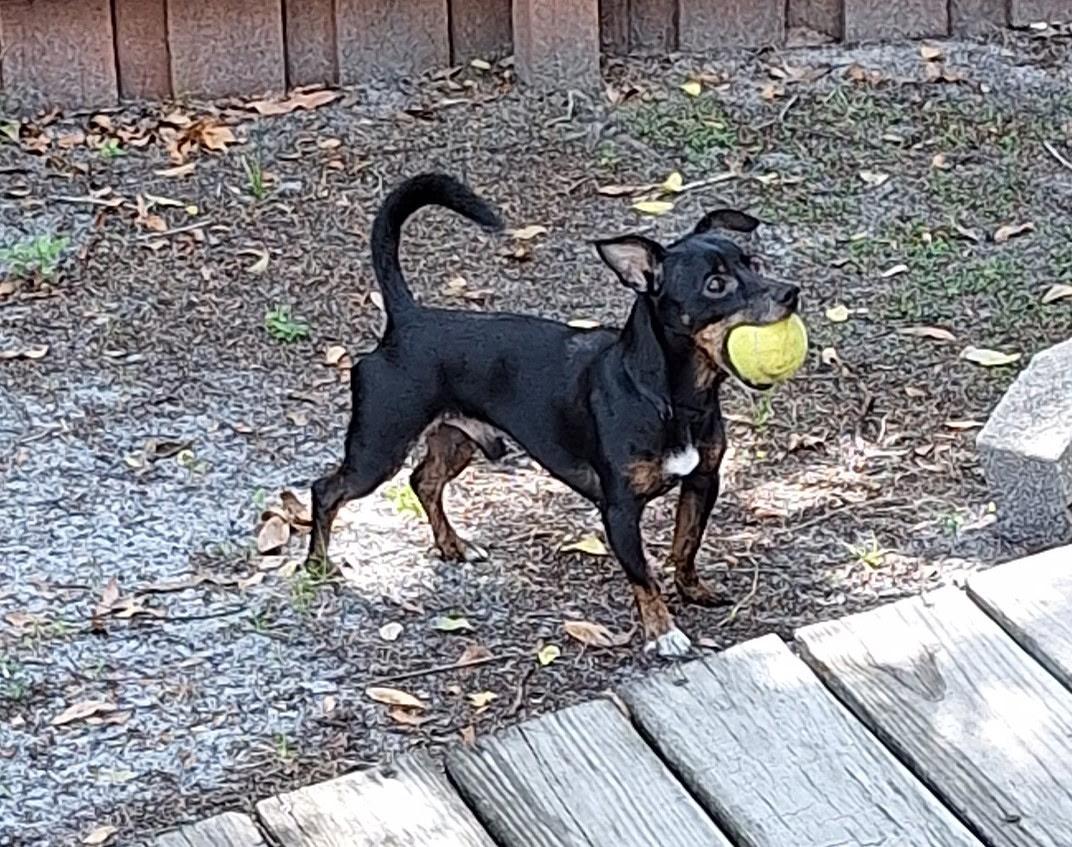 Kingston, a ADOPTABLE mixed breed in Gulfport, FL image 3/4