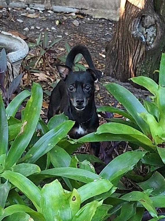 Kingston, a ADOPTABLE mixed breed in Gulfport, FL image 4/4