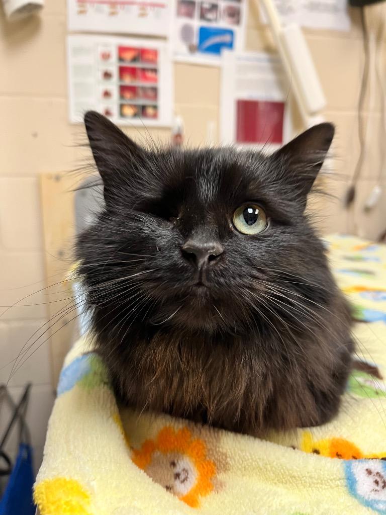 BELLA, Adopted, Young Female Domestic Medium Hair.