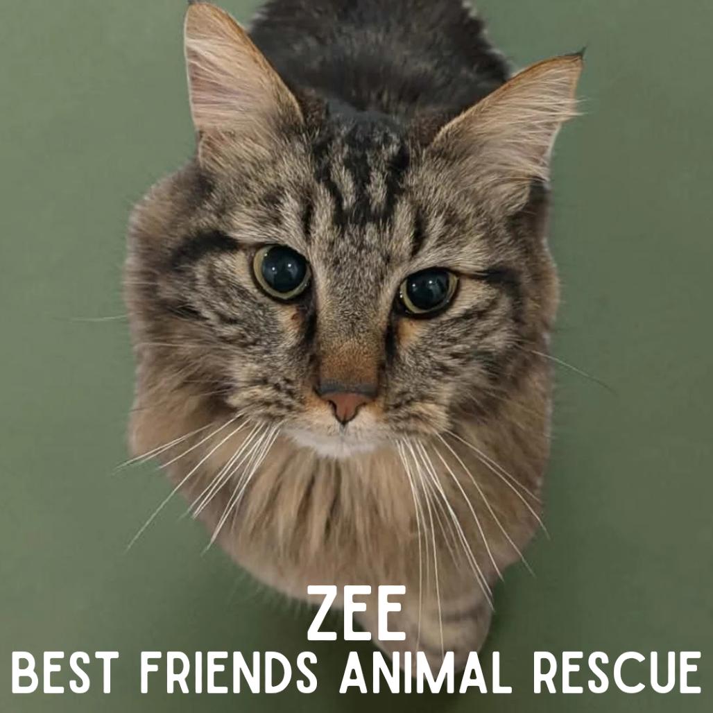 Zee, a Adoptable Domestic Medium Hair in Wasilla, AK image 1/5