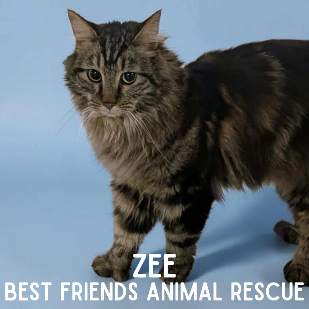 Zee, a Adoptable Domestic Medium Hair in Wasilla, AK image 2/5