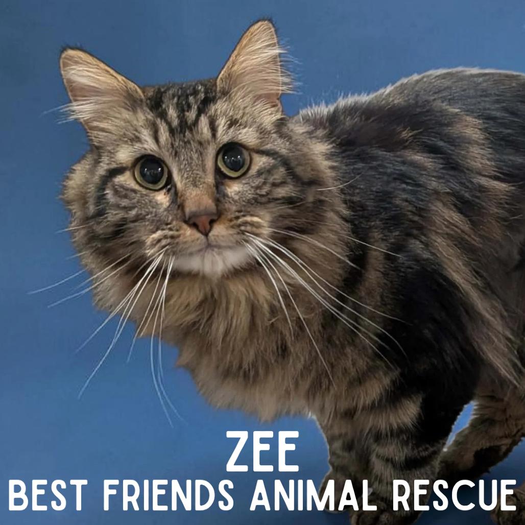Zee, a Adoptable Domestic Medium Hair in Wasilla, AK image 3/5