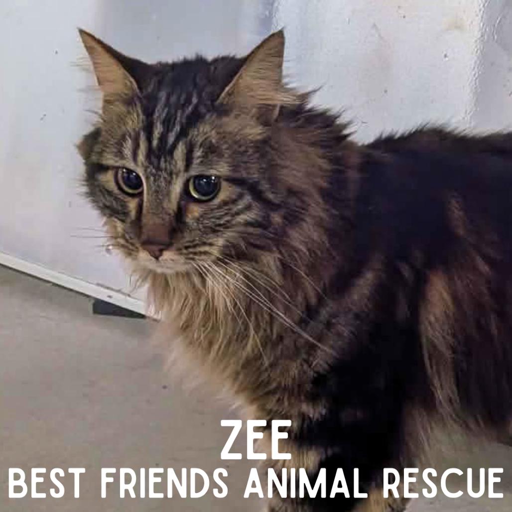 Zee, a Adoptable Domestic Medium Hair in Wasilla, AK image 4/5