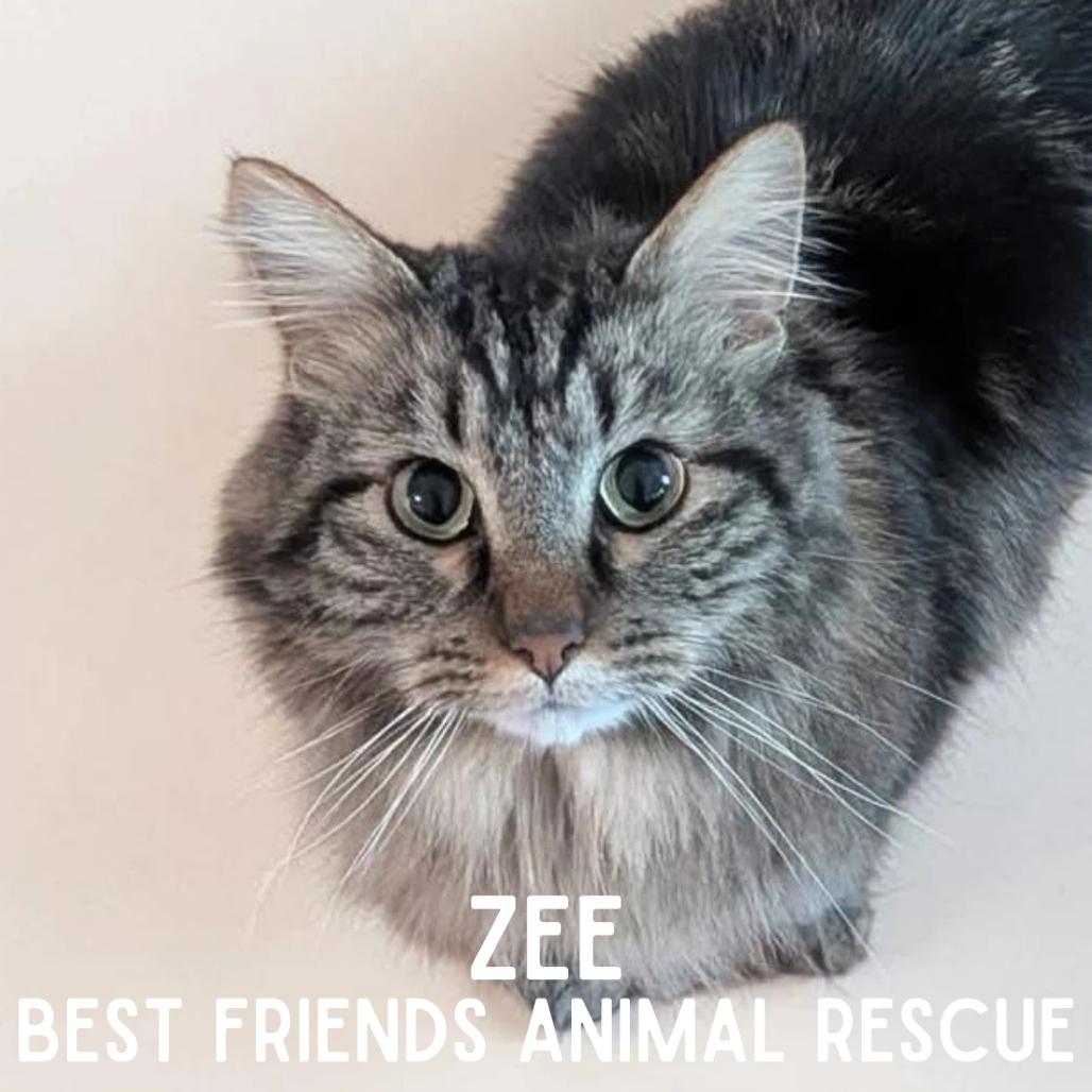 Zee, a Adoptable Domestic Medium Hair in Wasilla, AK image 5/5