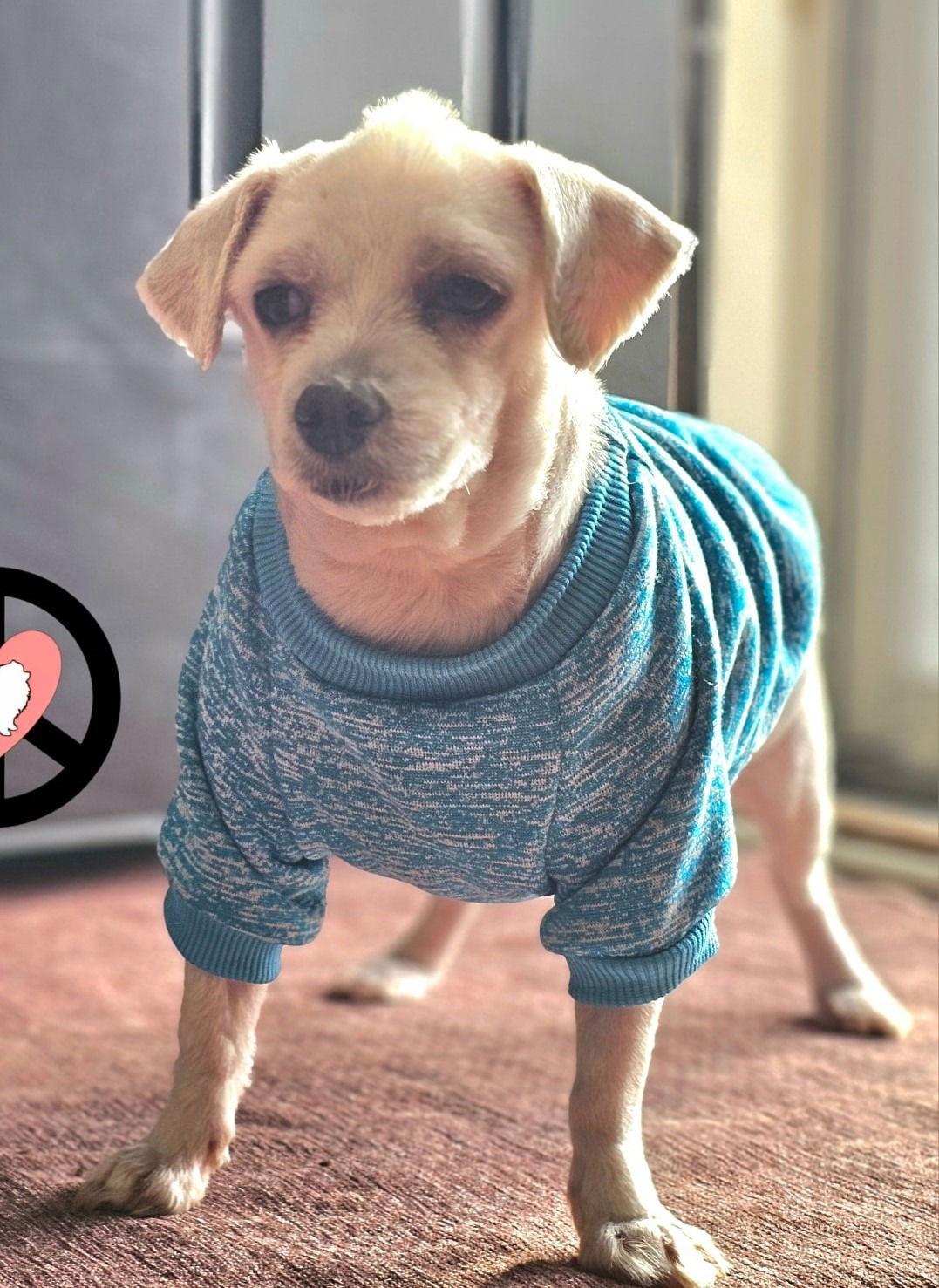 Zepplin, Adopted, Young Male Maltese.