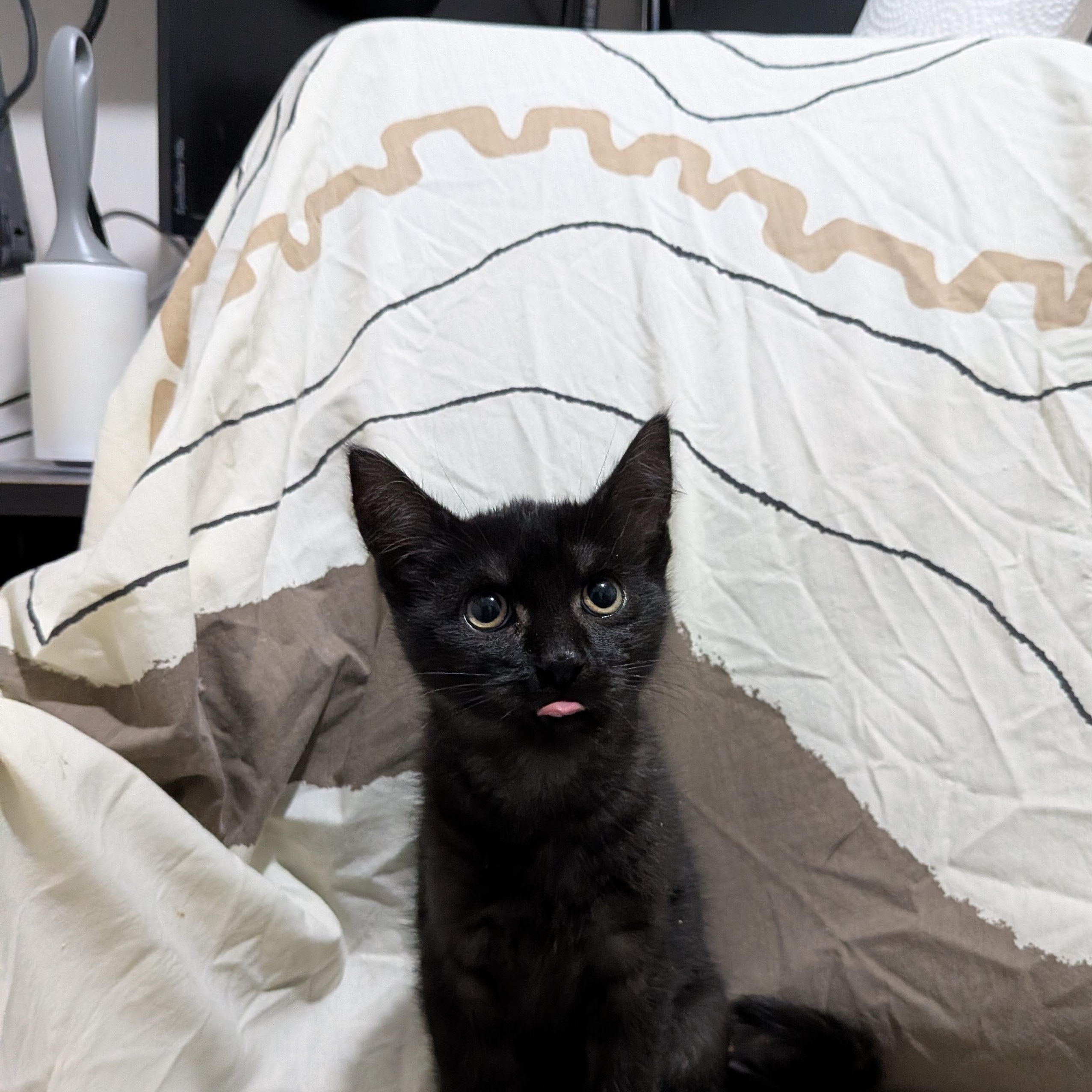 Enlarge Bonito, an adopted Domestic Medium Hair in Chilliwack, BC image 1/1