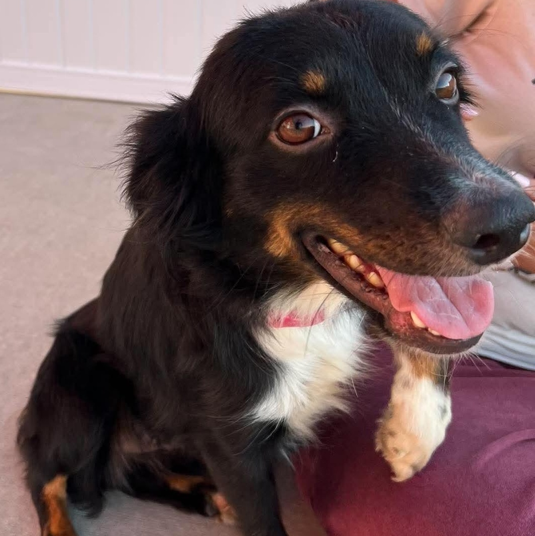 Enlarge Ari in foster care, a Adoptable mixed breed in Minooka, IL image 2/4