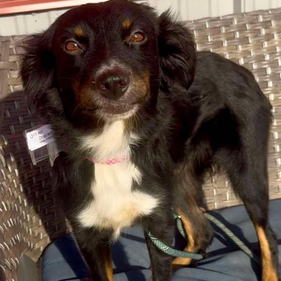 Enlarge Ari in foster care, a Adoptable mixed breed in Minooka, IL image 4/4
