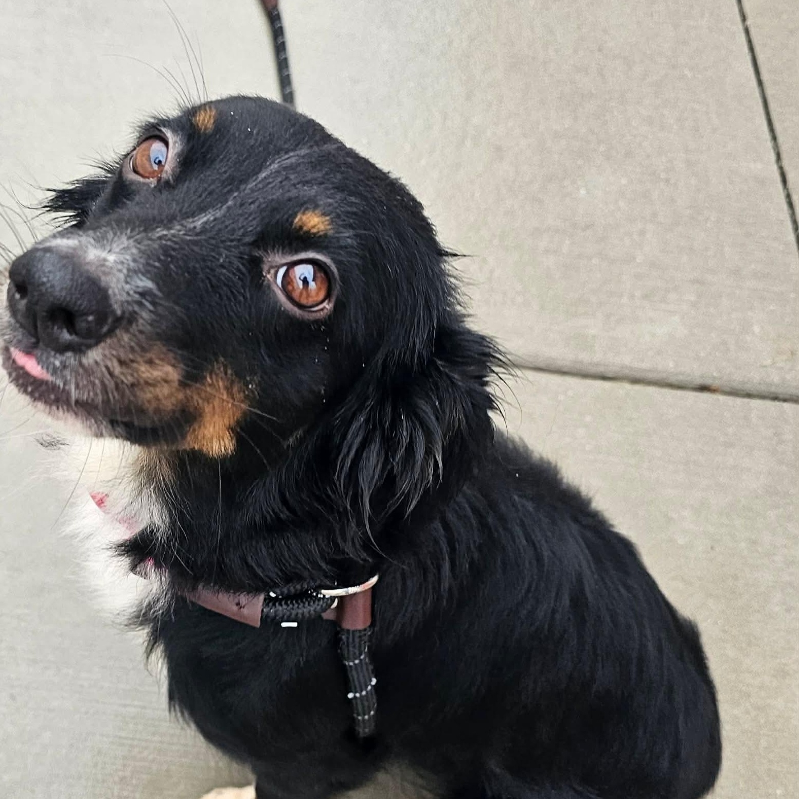 Ari in foster care, Adoptable, Young Female Spaniel.