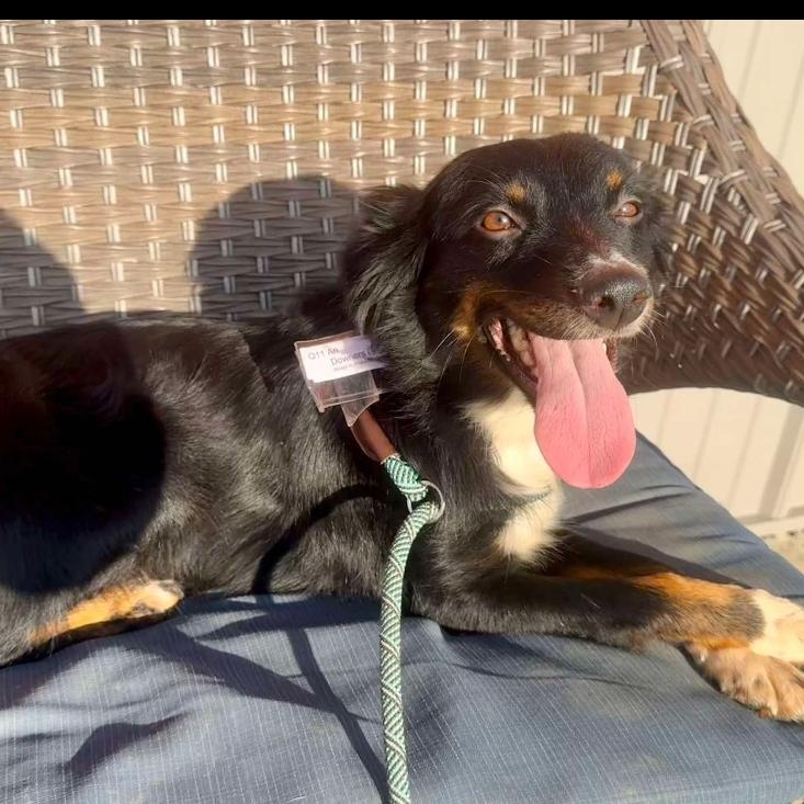 Enlarge Ari in foster care, a Adoptable mixed breed in Minooka, IL image 3/4