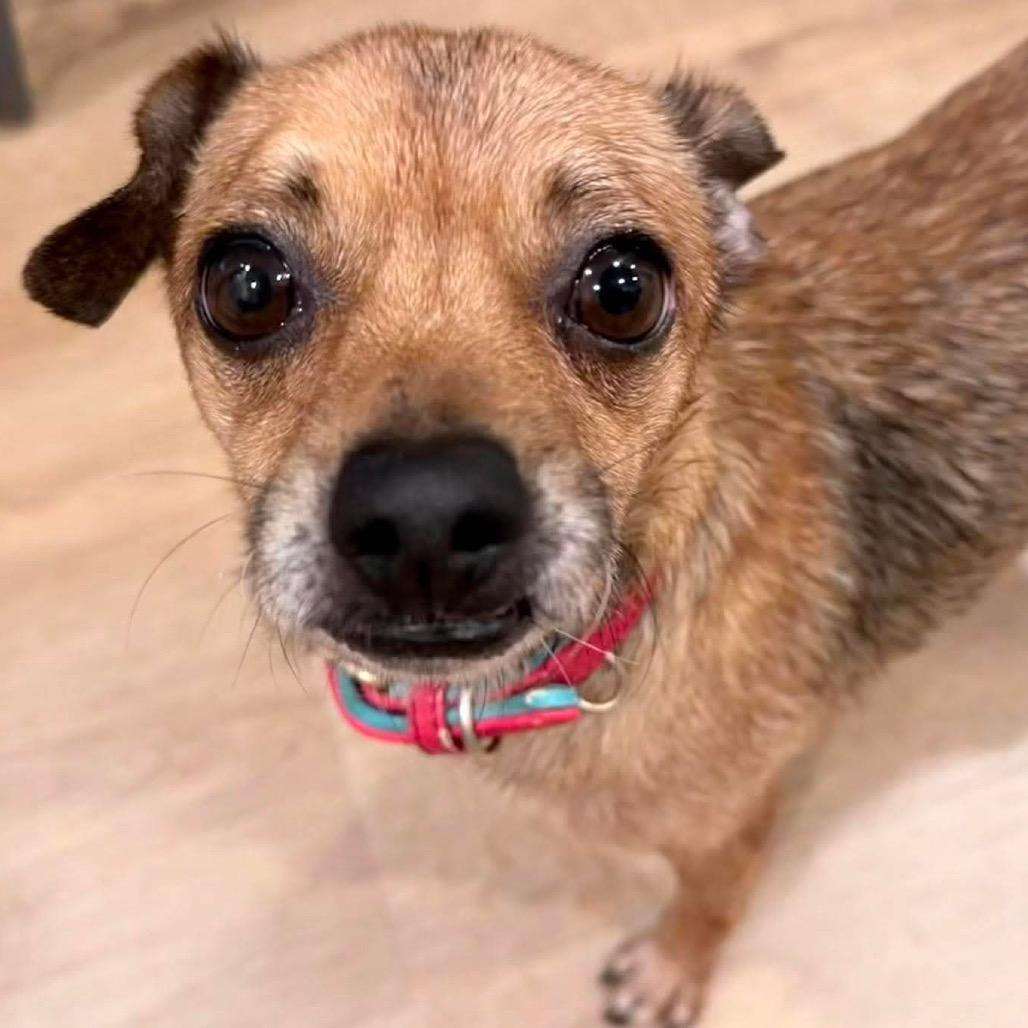 Walter, Adoptable, Adult Male Chihuahua.